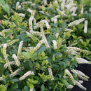 Itea - 'Scentlandia' Dwarf Sweetspire