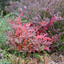 Itea - 'Scentlandia' Dwarf Sweetspire