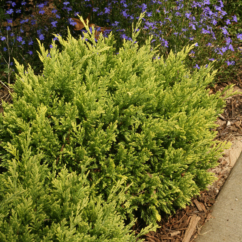 Juniper - 'Good Vibrations Gold'