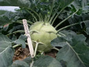 Kohlrabi - 'Kossak' Seeds