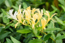 Lonicera - ‘Halliana' Honeysuckle