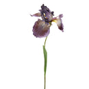 32" Bearded Iris Stem