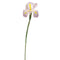 31" Lilac Dutch Iris Stem