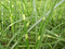 Miscanthus - ‘Zebrinus' Zebra Grass