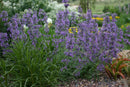 Nepeta - 'Little Trudy' Catmint