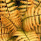 Fern - Dryopteris 'Jurassic Gold' Wood Fern