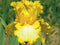 Iris - ‘That's All Folks' German Bearded Iris