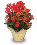 Flowering Kalanchoe Indoor Plant