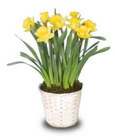 Daffodil Spring Potted Basket