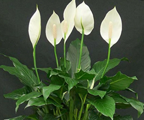 Spathiphyllum Peace Lily Indoor Plant