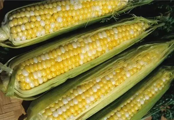 Sweet Corn - 'Peaches & Cream' Seeds