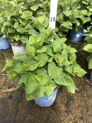 Hydrangea - 'Endless Summer® Blushing Bride®' Big Leaf Hydrangea