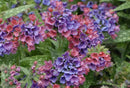Pulmonaria - ‘Raspberry Splash' Lungwort