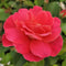Rose - 'Coral Miracle™' Shrub Rose