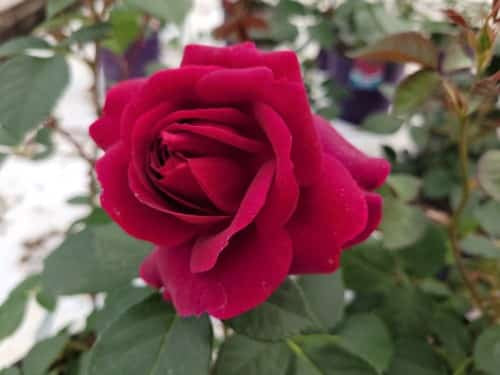 Rose - CELESTIAL NIGHT™ Floribunda Rose
