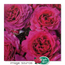 Rose - LIGHT YEARS AWAY™ Floribunda Rose