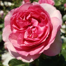Rose - ‘All Dressed Up' Grandiflora Rose