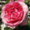 Rose - ‘All Dressed Up' Grandiflora Rose