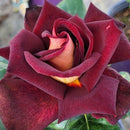 Rose - DARK NIGHT™ Hybrid Tea Rose