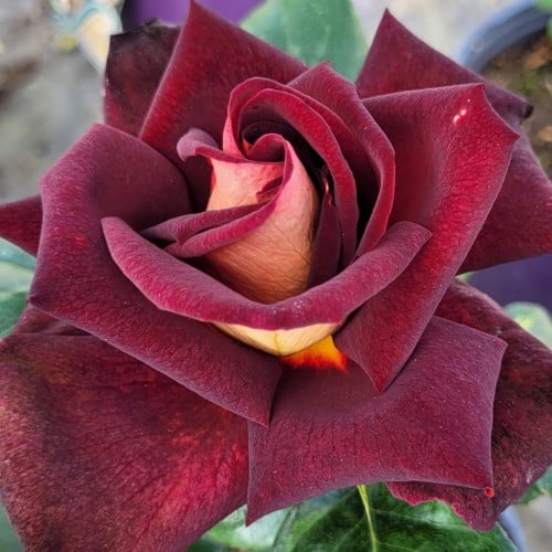 Rose - DARK NIGHT™ Hybrid Tea Rose