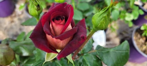 Rose - DARK NIGHT™ Hybrid Tea Rose