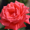 Rose - ‘Tropicana' Hybrid Tea Rose