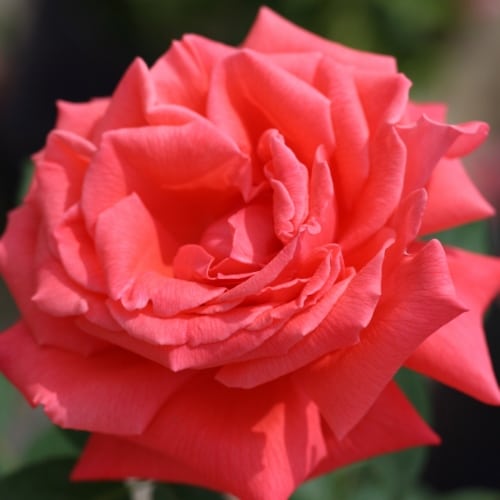 Rose - ‘Tropicana' Hybrid Tea Rose