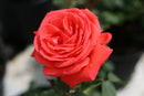 Rose - ‘Tropicana' Hybrid Tea Rose