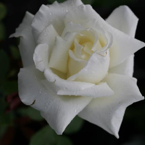Rose - HONOR™ Hybrid Tea Rose