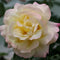 Rose - ‘Peace' Hybrid Tea Rose