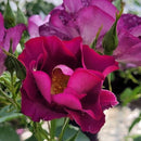 Rose - STORMY WEATHER™ Climbing Rose
