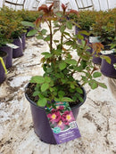 Rose - STORMY WEATHER™ Climbing Rose