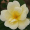 Rose – 'The Sunny Knock Out®' Shrub Rose