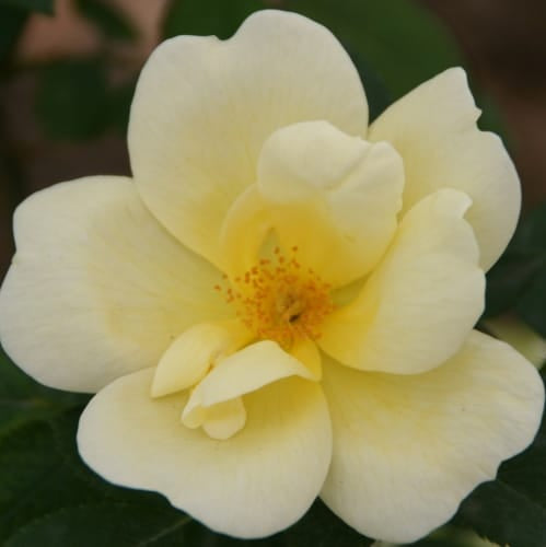 Rose – 'The Sunny Knock Out®' Shrub Rose