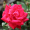 Rose – 'The Double Red Knock Out®' Shrub Rose