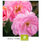 Rose - 'The Peacky Knock Out®' Shrub Rose