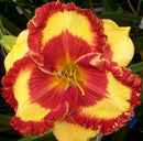 Hemerocallis - ‘Band of Fire' Reblooming Daylily
