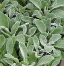 Stachys- 'Fuzzy Wuzzy' Lamb's Ear