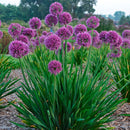 Allium - "Lavender Bubbles" Ornamental Onion