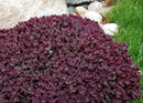 Sedum - Sunsparkler® 'Firecracker' Stonecrop