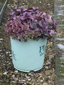 Sedum - 'Wildfire' Stonecrop