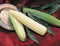 Sweet Corn - 'Silver Queen' Seeds