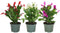 Spring Flowering Cactus - Assorted Colors