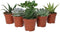 Succulent Plant Assortment