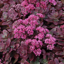 Sedum - Sunsparkler® 'Firecracker' Stonecrop