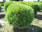 Thuja - 'Mr. Bowling Ball' Arborvitae