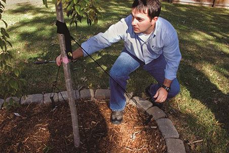 Prostrate Tree Support DeWitt Stake Straight Tree Support – The Grainery Greenhouse