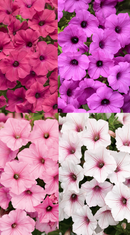 'Unstoppable Blooms' Hanging Basket
