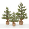Mountain Conifer Pine Tree in Burlap Base