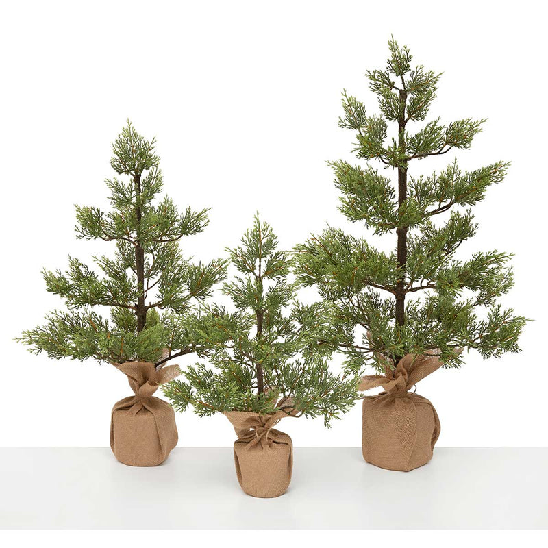 Mountain Conifer Pine Tree in Burlap Base